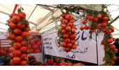 مشارکت جهاددانشگاهی در برگزاری نشست‌های علمی در جشنواره ملی انار ساوه