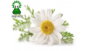 بهبود کیفیت خواب و درمان بی خوابی با گیاه دارویی بابونه