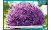 بررسی تبارزایی، جغرافیای گیاهی و تکامل صفات والکیان از جنس آلیوم