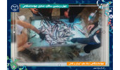 دستیابی به دانش فنی تولید «بچه ماهی مقاوم» با واکسیناسیون و کاهش مصرف آنتی‌بیوتیک دستاورد محققان جهاددانشگاهی تهران