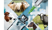 اجرای طرح فناورانه «تولید آفت کش و آنتی بیوتیک دامی» توسط جهاددانشگاهی کهگیلویه و بویراحمد/ جلوگیری از خروج ارز و کاهش وابستگی به واردات